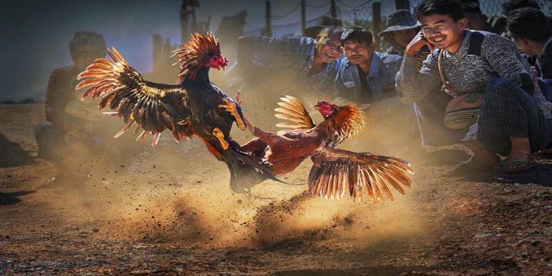 Đá Gà Cựa Sắt - Cuộc Đọ Sức Đầy Máu Lửa Và Quyết Liệt 5 Mẹo và bí quyết được chia sẻ giúp đá gà cựa sắt đơn giản hơn bao giờ hết
