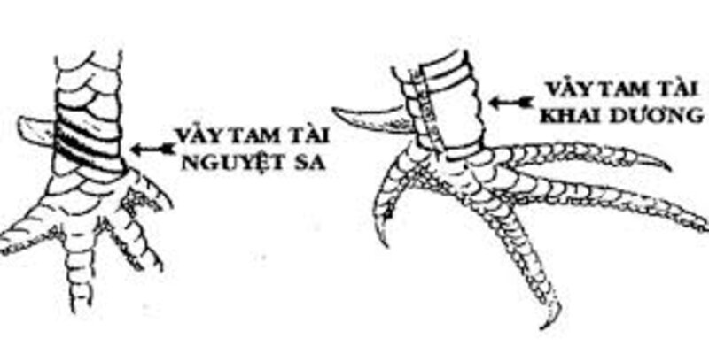 Vảy Gà Tam Tài - Bí Mật Đằng Sau Những Chiến Kê Vàng 3 Sự độc lạ về hình dáng của vảy gà tam tài nguyệt sa