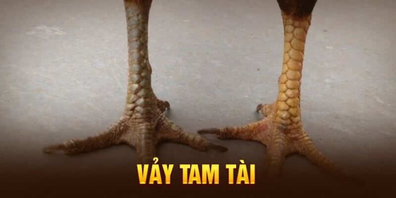 Vảy Gà Tam Tài - Bí Mật Đằng Sau Những Chiến Kê Vàng 1 Tìm hiểu về vảy gà tam tài độc đáo đẹp mắt