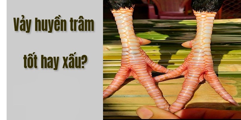 Vảy Gà Huyền Trâm - Sự Khác Biệt Trong Thế Giới Gà Chọi 6 Vảy gà huyền trâm là tốt hay xấu với một chiến kê