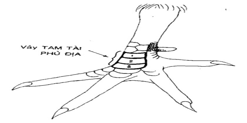 Vảy Gà Phủ Địa Và Những Thông Tin Kê Thủ Cần Nắm Rõ 1 Vảy gà Phủ Địa quý hiếm