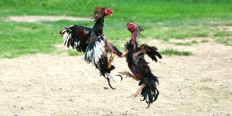 Xem Màu Gà Mạng Dựa Trên Ngũ Hành Cực Chuẩn Cho Sư Kê 5 Tầm quan trọng của màu sắc trong đá gà