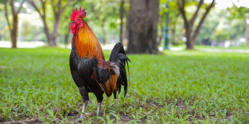 Xem Màu Gà Mạng Dựa Trên Ngũ Hành Cực Chuẩn Cho Sư Kê 2 Xem màu gà mạng Mộc với tính cách mạnh mẽ, linh hoạt